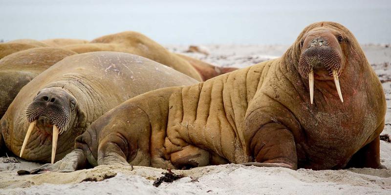 中国新能源888:储能技术如何成为能源转型的关键支柱