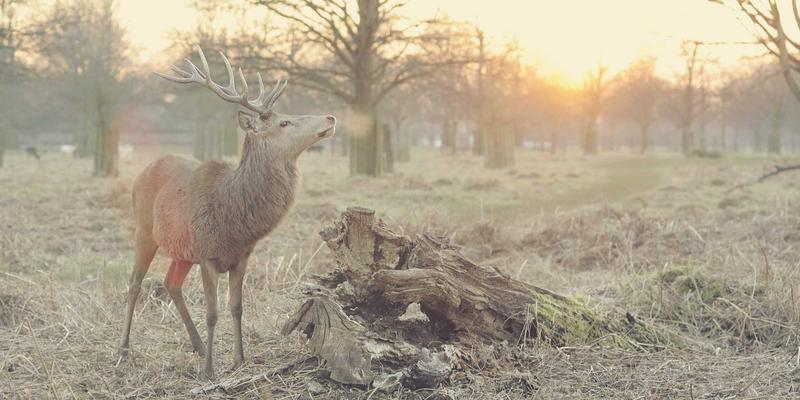 深远海漂浮式风电：中国新能源888引领绿色能源革命的深海蓝图